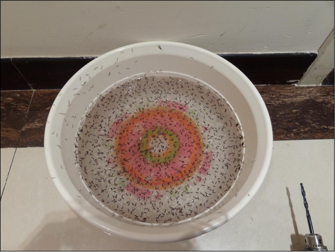 白蟻從哪里來？